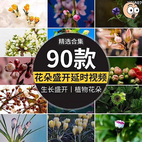 春天植物花草春暖花开花朵鲜花生长盛开绽放过程延时实拍视频素材下载