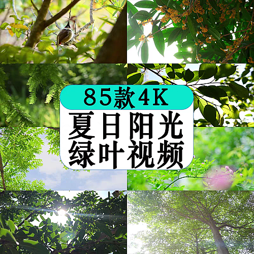 4K夏日阳光视频太阳光穿透过绿叶唯美大自然美景暖阳小清新视频下载