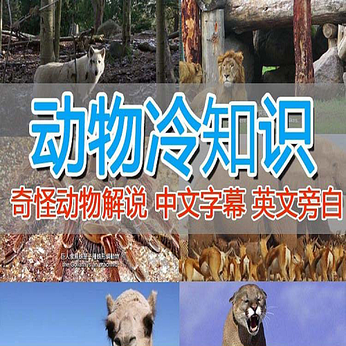 外面卖1699的国外纪录片解说（动物解说、美食、动画片）稳过中视频下载