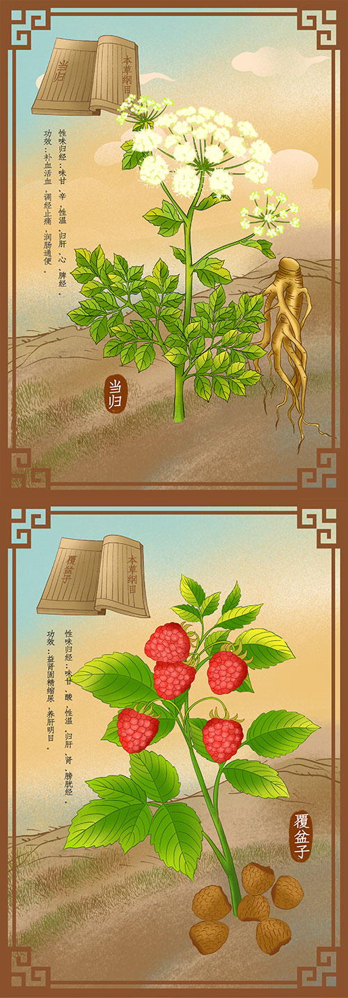 中国风复古记载中草药材植物花卉工笔画手绘本草插画素材图片