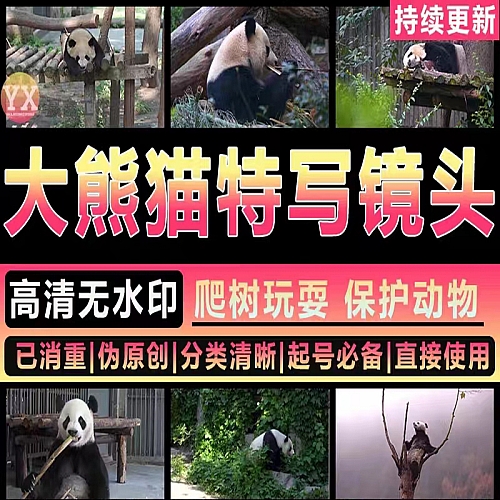 34款国宝大熊猫动物园小浣熊吃竹叶竹子睡觉爬树玩耍自媒体短视频素材下载