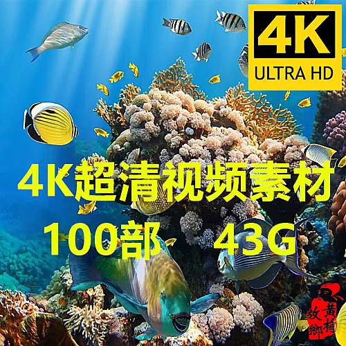 4K片源 海洋海底生物世界 鱼群珊瑚海龟鲨鱼海洋动物高清视频素材下载