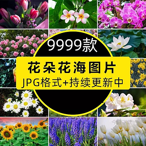 高清花朵花海花田花卉4K手机壁纸图片抖音快