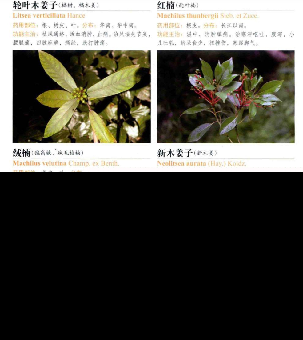 常用中草药图谱2700种 高清大图 【插画素材电子版】