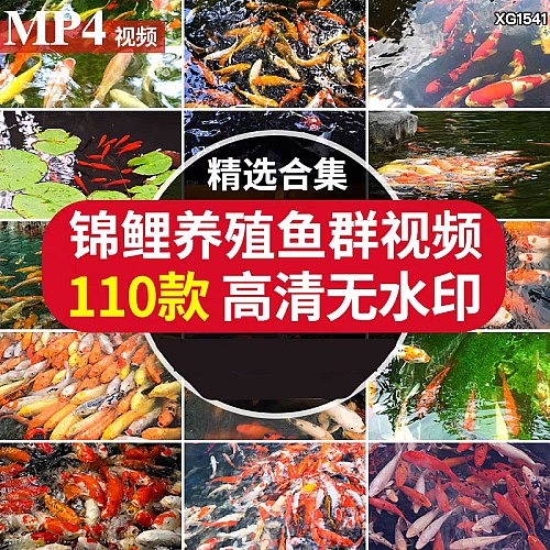 红鲤鱼锦鲤鱼观赏鱼群公园池塘养殖水池金鱼喂鱼剪辑实拍视频素材下载
